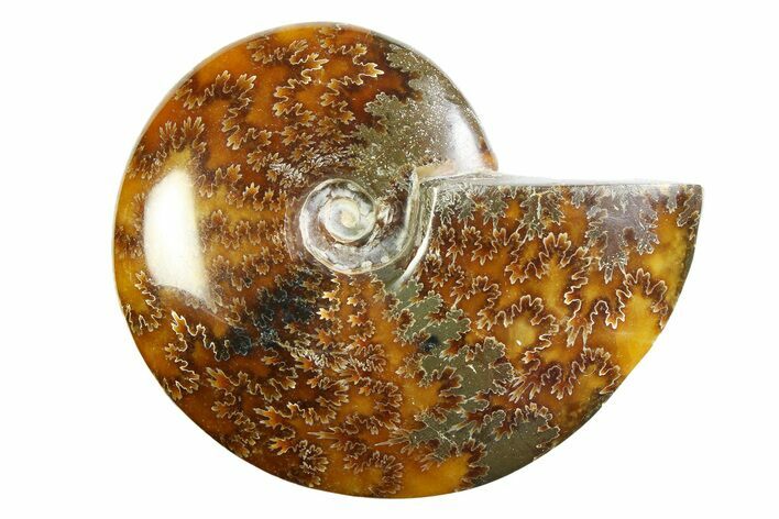 Polished Ammonite (Cleoniceras) Fossil - Madagascar #339238